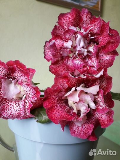 Глоксиния-крупные детки