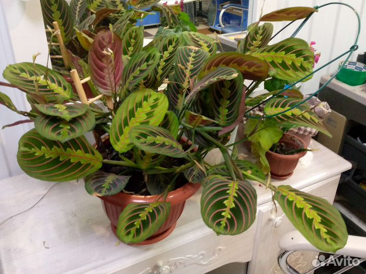 Комнатные растения