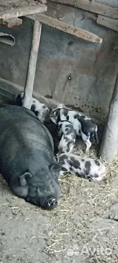 Вьетнамск вислобрюхий поросенок