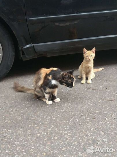 Бездомыши в опасности