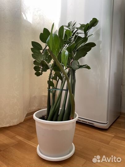 Продаю цветы, состояние хорошее, около 7 штук