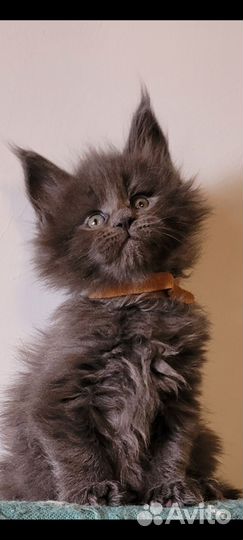 Котята мейн-кун