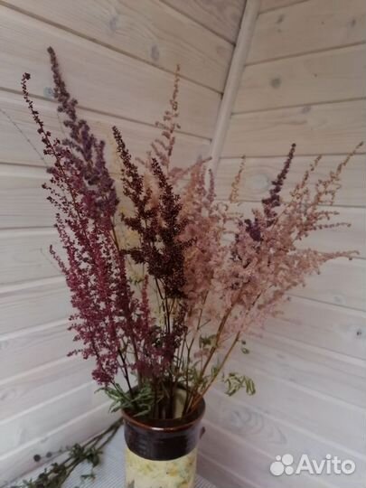 Статица сухоцвет