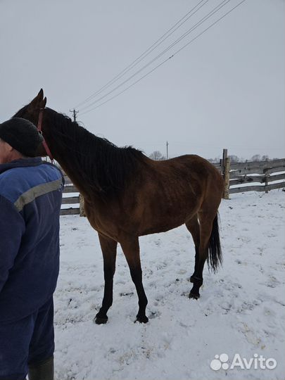 Английская чистокровная кобыла