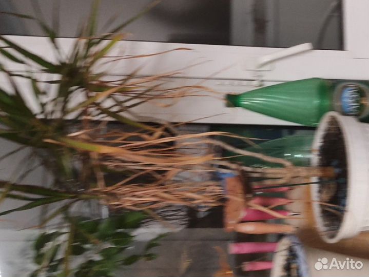 Гиппеаструмы и драцена