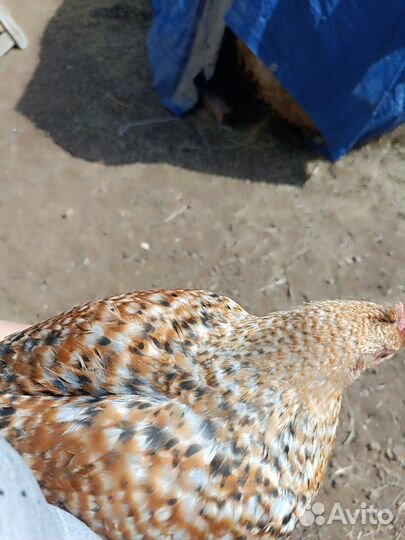 Петух Доминант