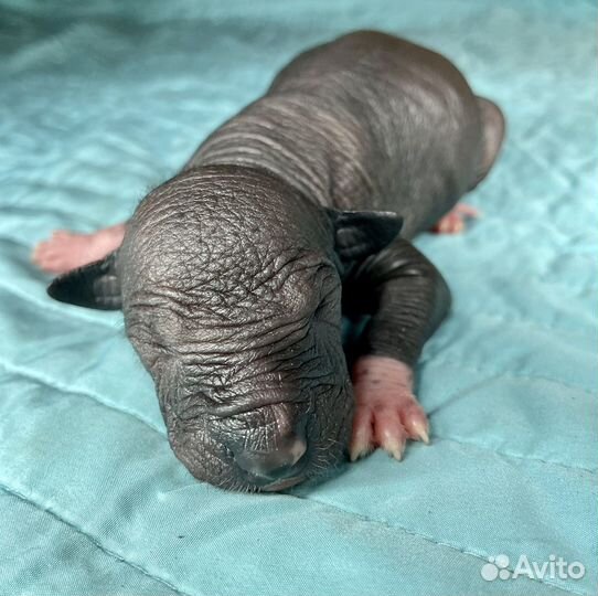 Ксолоитцкуинтли стандарт