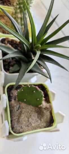 Кактусы в кашпо