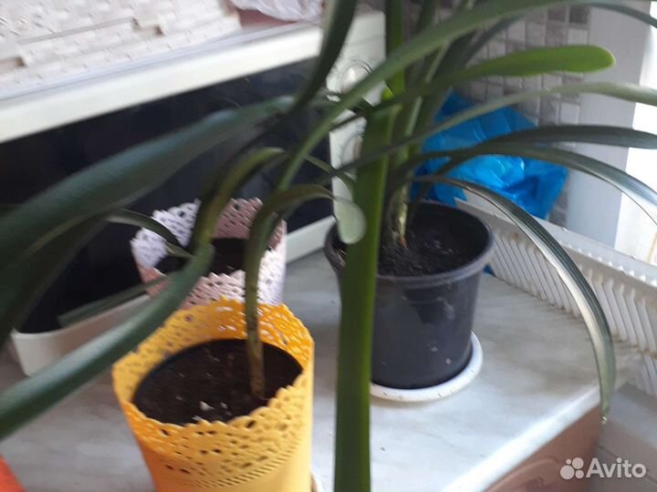 Кливия оранжевая