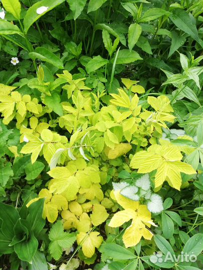 Садовые многолетние цветы