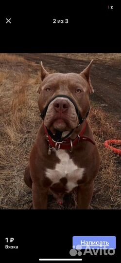 Питамстафф