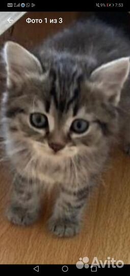 Очень красивый котёнок