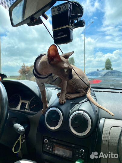 Вязка Сфинкс мальчик