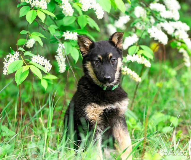 Щенки из приюта бесплатно