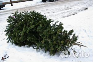 Ель от 1м до 3,5м оптом и в розницу