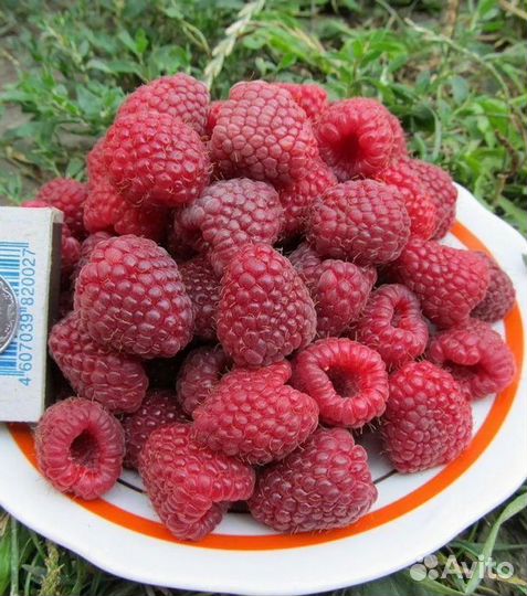 Саженцы малины