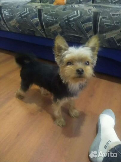 Йоркширский терьер вязка