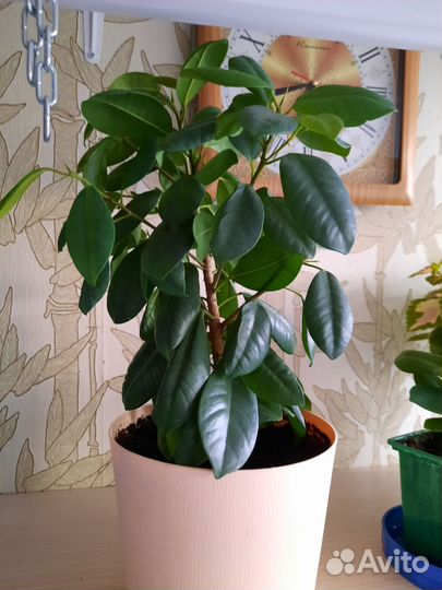 Фикус эластика Робуста