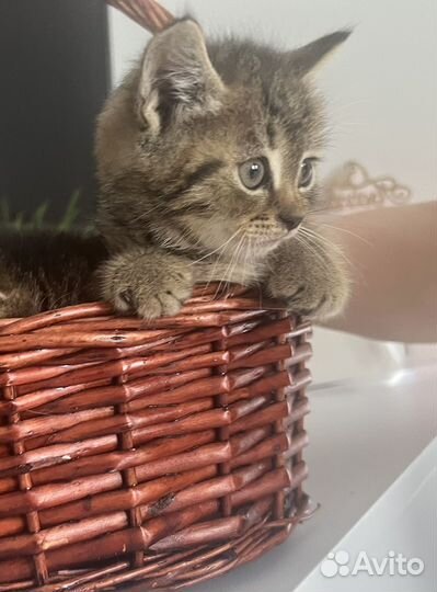 Кошка в дар бесплатно