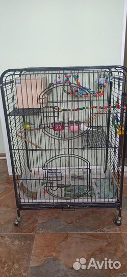 4 попугая и большая клетка