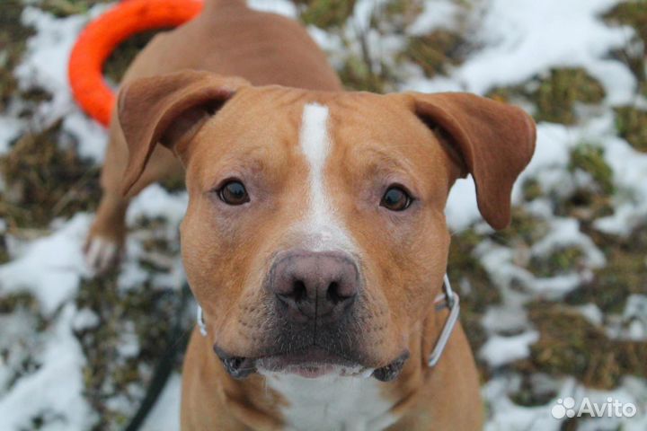 Американский питбультерьер для вязки