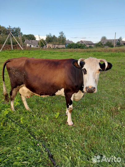 Продается дойная корова