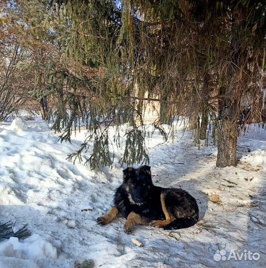 Щенки мальчик И девочка ищут дом