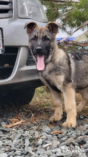 Щенок восточник