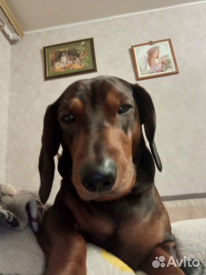 Вязка такса стандартная