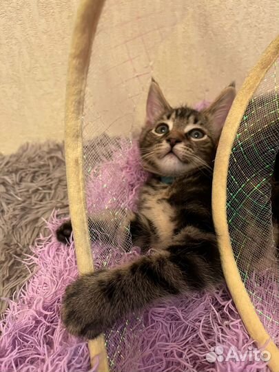 Котята мейн-кун метис