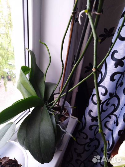 Орхидея фаленопсис