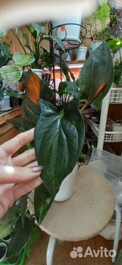 Сингониум эритрофиллум Ред Эрроу