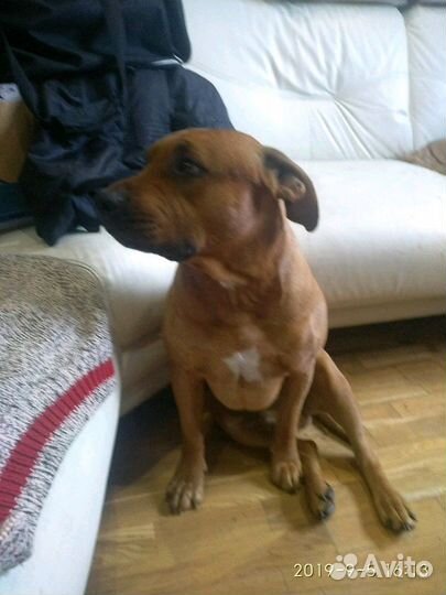 Бен ищет невесту