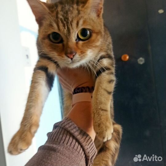 Кошечку в хорошие руки
