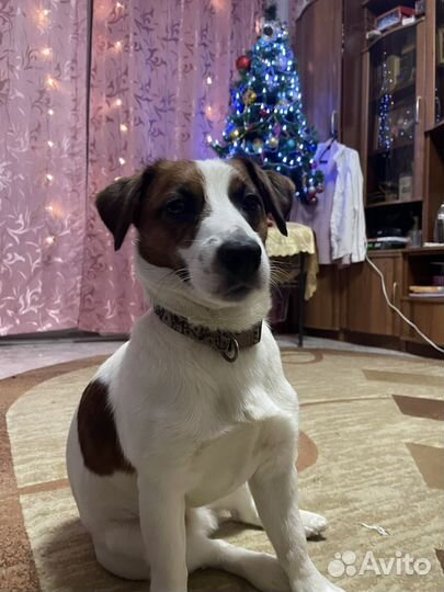 Джек Рассел. Вязка