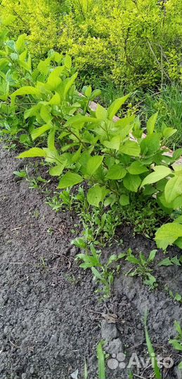 Гортензия древовидная, гортензия метельчатая