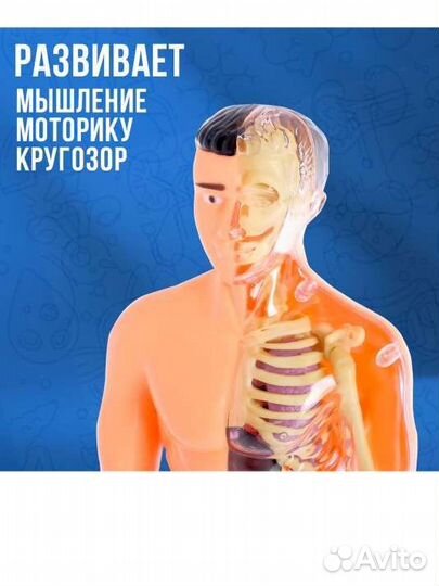 Анатомическая модель человека органы