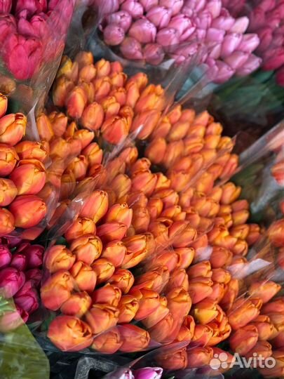 Тюльпаны к 8 марта букеты розница