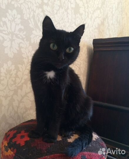 Лекси - роскошная, молодая, чёрная кошка в дар