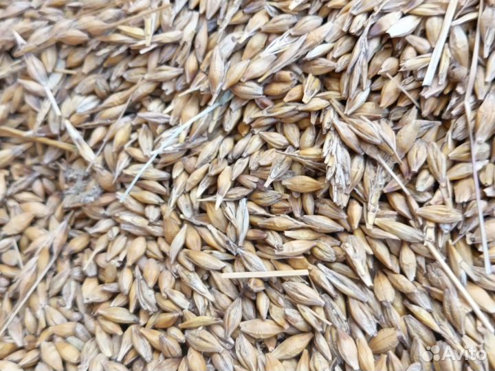 Зерно ячмень