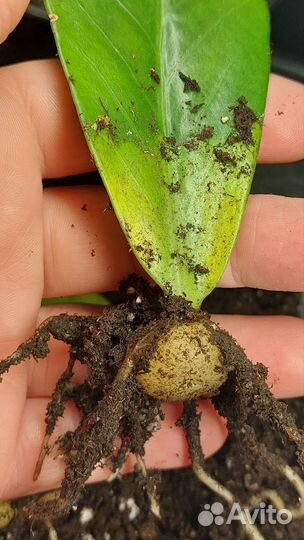 Замиокулькас