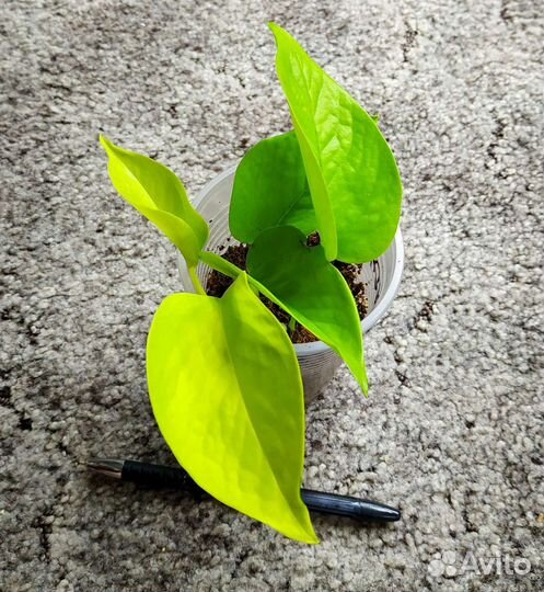 Комнатные Лианы/Эпипремнум/Сциндапсус/Филодендрон