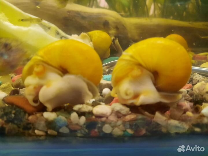 Аквариумные рыбы