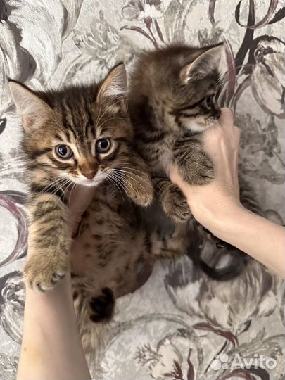 Котята