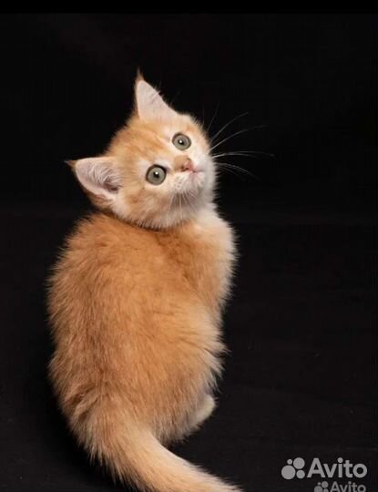 Котята Золотая шиншилла ny 12