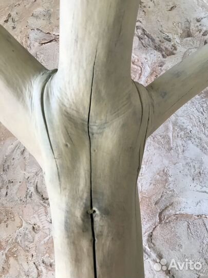 Дерево интерьерное