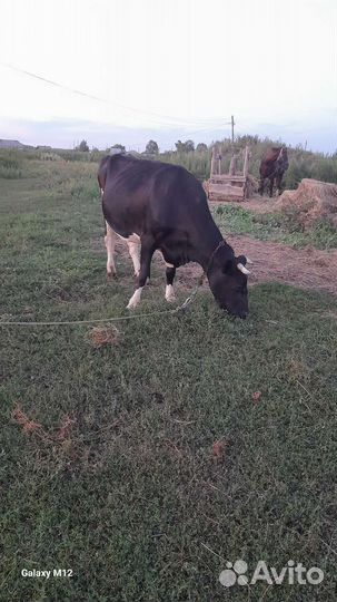 Корова дойная
