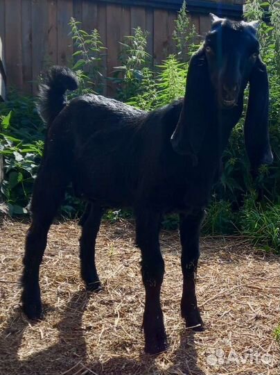 Козы дойные, козлы