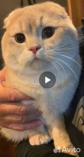 Шотландский вислоухий кот лиловое золото