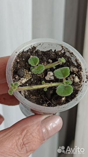 Редкие растения